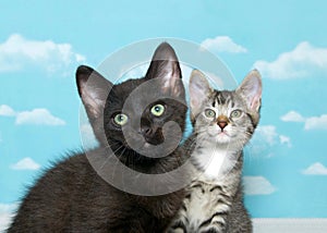 Two kittens looking at viewer, sky background