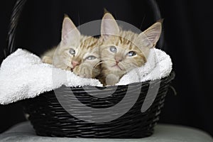 Two kittens lying in a black basket