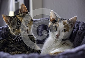 Two kittens lying together in a basket and looking at the camera