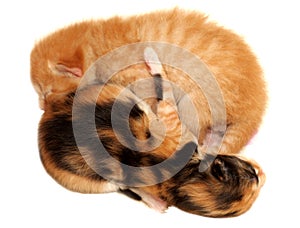 Two kittens lying on white background