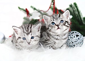 Two kittens new year christmas
