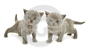 Two kittens over white photo