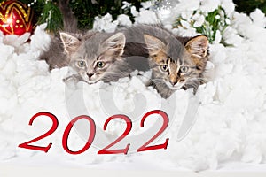 Two kittens peek out from under the snow and look at the 2022 numbers. Christmas and New Year card