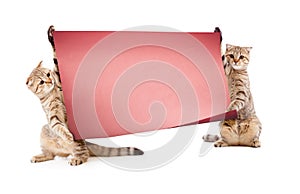 Two kittens with placard or banner