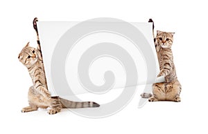Two kittens with placard or banner