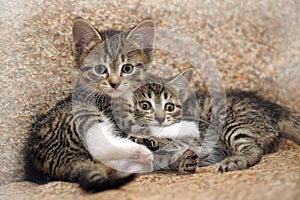 Two kittens playing