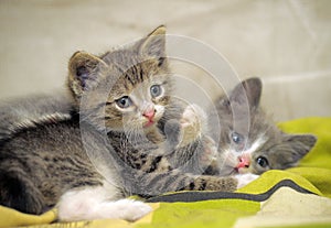 Two kittens playing