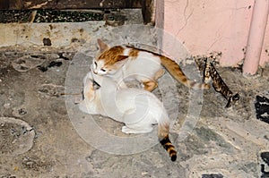 Two Kittens Playing with Each Other and Bonding in Traditional Streets in Olt Town Town of Chania, Crete Island, Greece