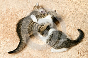 Two kittens are playing and fighting.