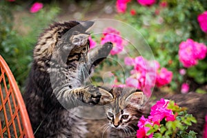 Two kittens playing in the garden