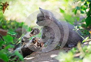 Two kittens playing in the grass