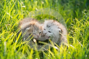 Two kittens playing on green grass