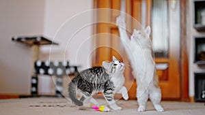 two kittens playing together - jumping and running