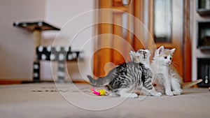 two kittens are playing together - jumping and running after each other