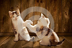 Two kittens are playing