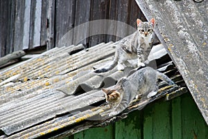 Two kittens on a roof