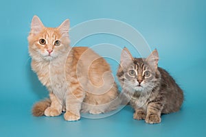 Two kittens sit side by side on a blue background