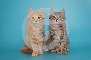 Two kittens sit side by side on a blue background