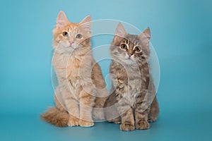 Two kittens sit side by side on a blue background