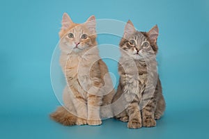Two kittens sit side by side on a blue background