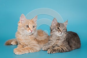 Two kittens sit side by side on a blue background