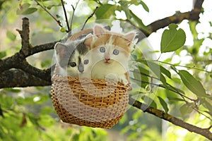 Two kittens sitting in the basket hanging on the tree