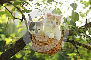 Two kittens sitting in the basket hanging on the tree
