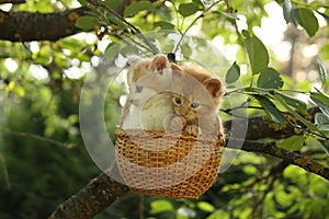 Two kittens sitting in the basket hanging on the tree