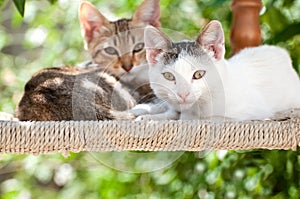 Two Kittens sitting on a chair looking at the camera