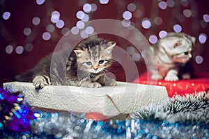 Two kittens sitting on Christmas gift box