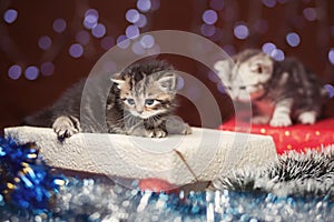 Two kittens sitting on Christmas gift box