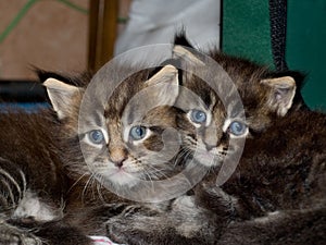 Two kittens sitting close to each other.