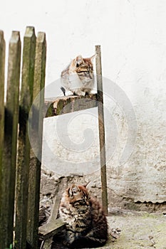 Two kittens sitting on the fence