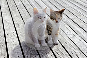 Two kittens sitting on the floor of wooden planks