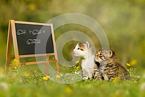 Two kittens sitting in front of a blackboard in meadow