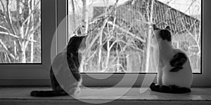 Two kittens sitting on the windowsill. Cats look out the window. BW photo