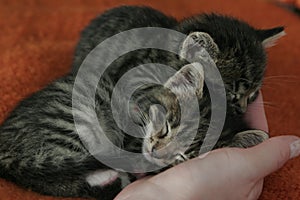 Two kittens sleeping on the palm