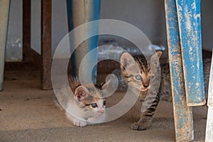 Two kittens is standing, looking at something on the floor