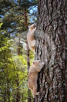 Two kittens on a tree trunk