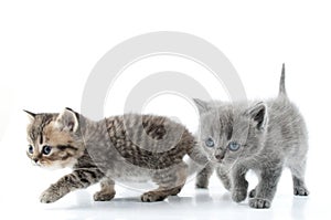 Two kittens walking towards together. Studio shot. over