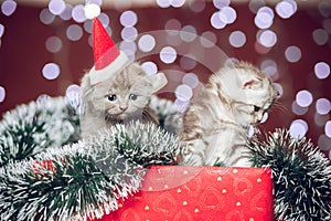 Two kittens wearing santa hat sitting on gift box