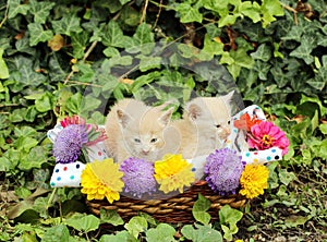 Two kittens in wicker basket