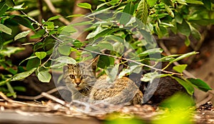 Two kittens in the woods