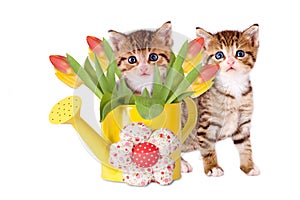 Two kittens with yellow watering can and tulips