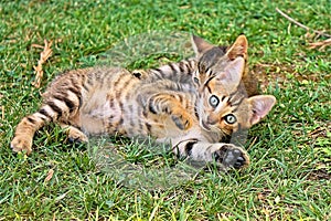 Two kitties playing