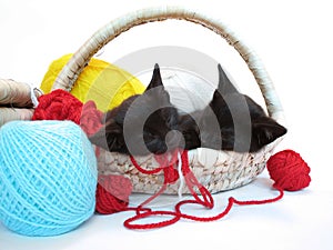 Two kitties sleeping in the basket with yarn