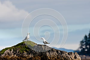 Two Kittiwakes