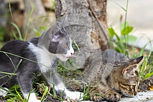 Two kitty cat pet animal playing relax at garden beside home