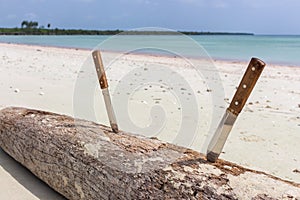 Two knives in log on the beach. Cold weapon. Knives with sharp blade and wooden handle. Hunting concept. Handmade knife.