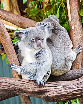 Two Koala Bears, Australia